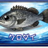 クロダイ｜魚あだ名メーカーの魚図鑑